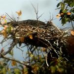 Giant Ibis Nests located early in the Northern Plains