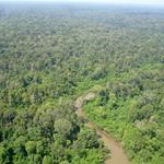 Cambodia’s Keo Seima Wildlife Sanctuary Sells First Carbon Credits