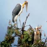 Over 120 Nests of Globally Vulnerable Lesser Adjutant Stork Located in Northern Plains of Cambodia