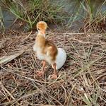 Fifty Globally Vulnerable Sarus Crane Chicks Successfully Hatch in Northern Plains of Cambodia