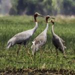 Sarus Cranes return to the Northern Tonle Sap Protected Landscape