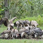 Poison Puts Cambodia’s Vultures at High Risk