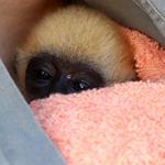Young Gibbon Rescued in Keo Seima Wildlife Sanctuary