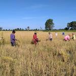 Sustainable Rice Platform Kompong Thom Trial Begins Second Year