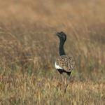 Annual Population Survey of the Critically Endangered Bengal Florican Completed