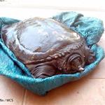 An Asiatic softshell turtle was rescued