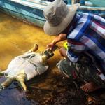 Illegal Electro-fishing Killing Royal Turtle