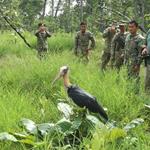 Globally Threatened Lesser Adjutant Returned to the Wild