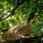 Globally Endangered Masked Finfoot Nest recorded in Cambodia