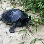 Twenty-five Critically Endangered Royal Turtles Return to the Wild
