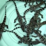 Nine Siamese Crocodiles Hatch at the Koh Kong Reptile Conservation Centre