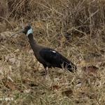 Critically Endangered White-shouldered Ibis Back in the Wild