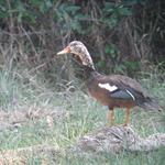 First Nest of Globally Endangered White-winged Duck Recorded in Northern Plains of Cambodia