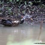 White-winged duck released back to the wild in Kulen Promtep Wildlife Sanctuary, Northern Plains Landscape (Preah Vihear province)
