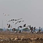 Over One Hundred Sarus Cranes Return to Ang Trapeang Thmor Protected Landscape
