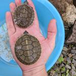 Thirty Royal Turtle Babies Hatch in Captivity in Cambodia
