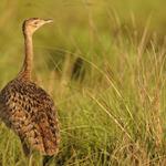 Cambodia’s Bengal Florican population declines, but conservation can save it