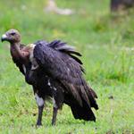 2020 International Vulture Awareness Day: Cambodia’s vultures remain at the edge of extinction