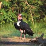New Funding for Vultures in Cambodia