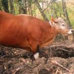 Wild Cattle in the Seima Protection Forest