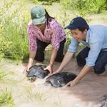 Royal turtle lays 80 eggs in Koh Kong