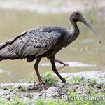 8 Giant Ibis nests found at the beginning of its nesting season this year
