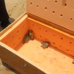 Four New Royal Turtle Hatchlings Taken to Conservation Center in Koh Kong
