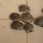 New Turtle Hatchlings