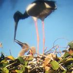 Three Rare Black-necked Storks Hatch in Kulen Promtep Wildlife Sanctuary
