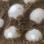First Asian Giant Softshell Turtle Nest of the Season Located in the Mekong River