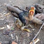 A baby great hornbill was found and rescued