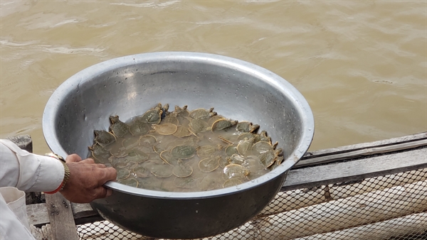 580 Iconic Giant Turtle Hatchlings Released into the Mekong River